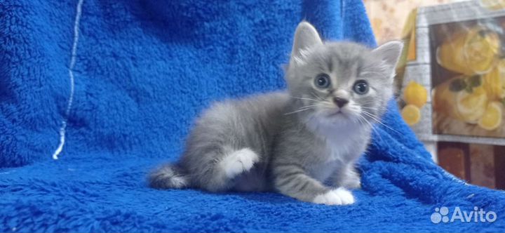 Отдам котят