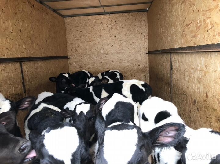 Телята бычки