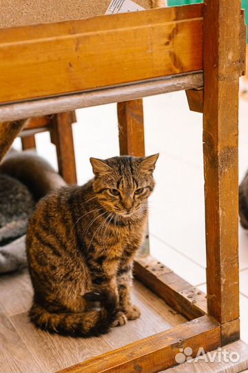 Котик Дэнчик