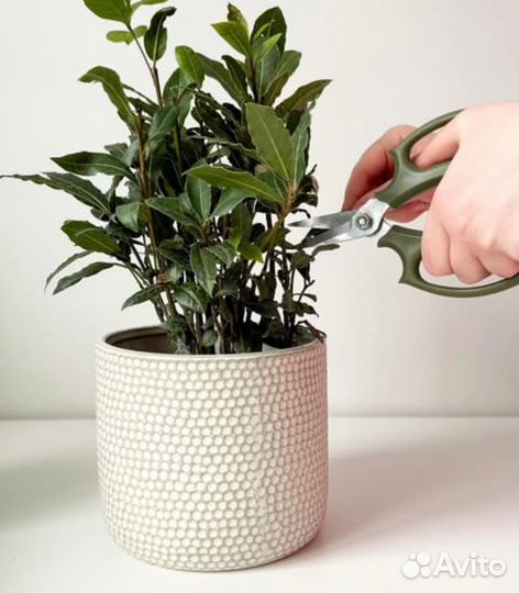 Кашпо/горшок на 8 марта