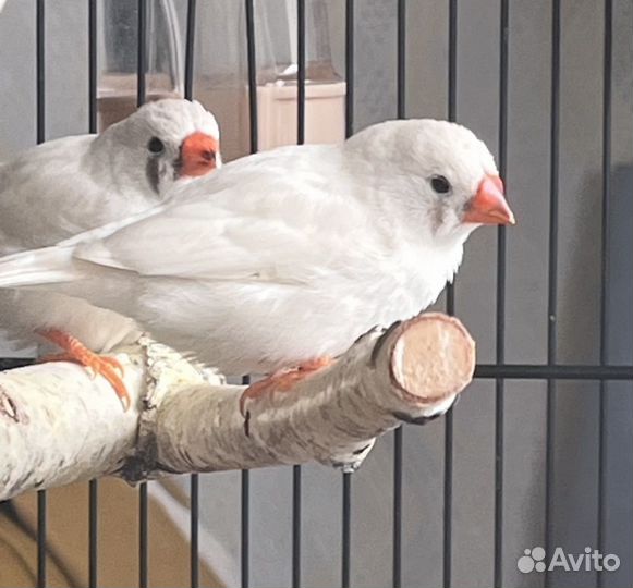 Амадины зебровые