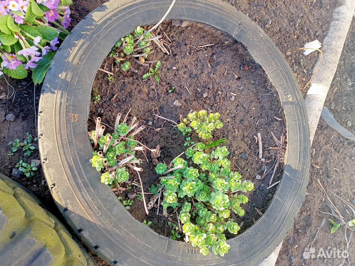 Многолетники