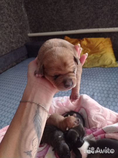 Щенки амстаффа