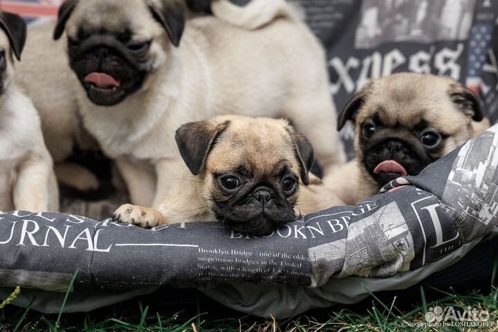 Мопсы щенки девочки