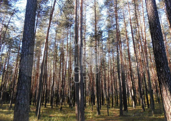 Участок 75 сот. (ИЖС)