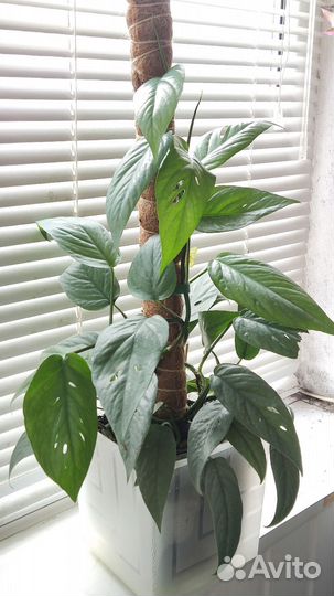 Цветы домашние