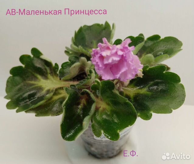 Фиалка цветущая ав-Маленькая Принцесса