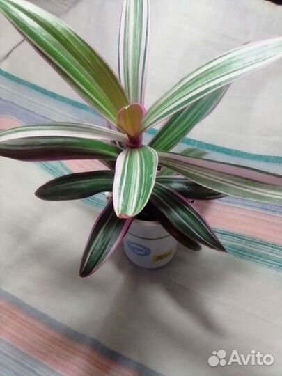 Традесканция,хлорофитумы