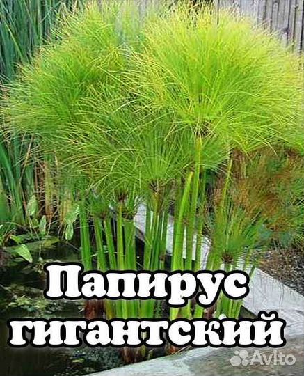 Растения для пруда