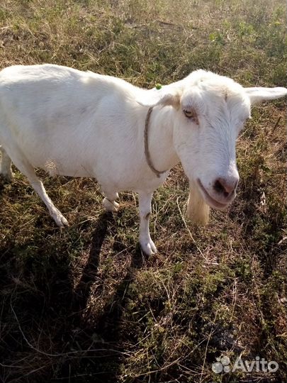 Козье молоко