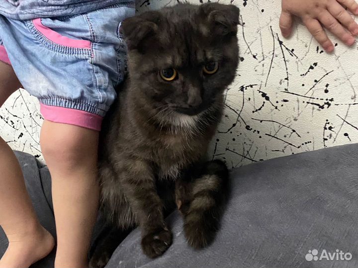 Кошка вислоухая