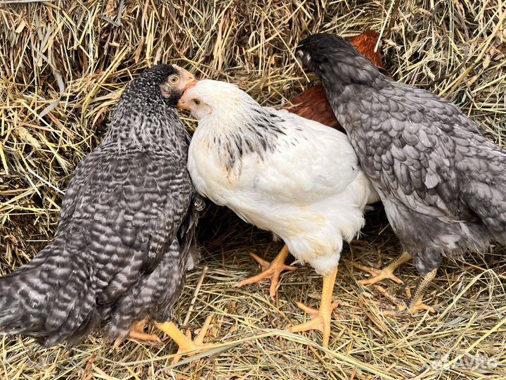 Куры несушки