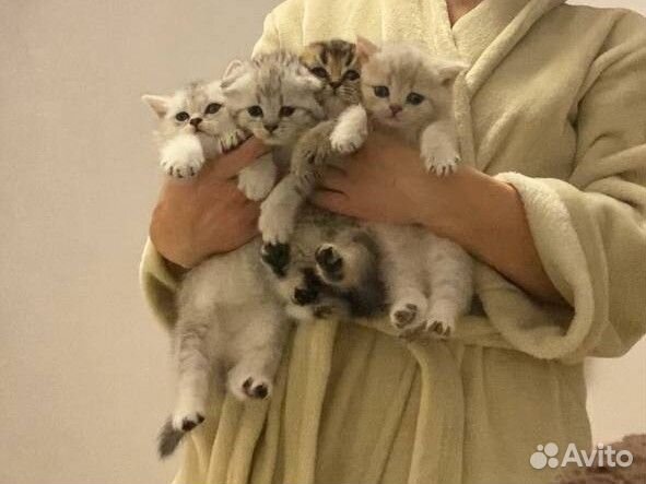 Кошки
