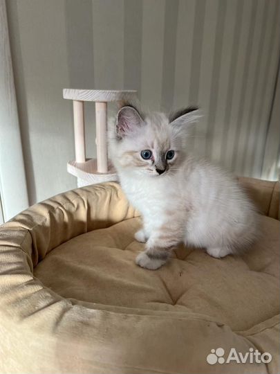Невская маскарадная котята