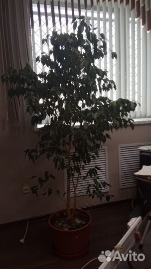 Фикус бенджамина большой