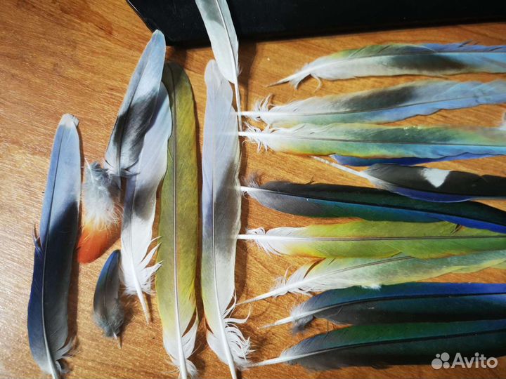 Перья для поделок и шляп