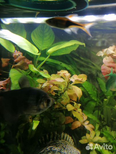 Анубиас нана