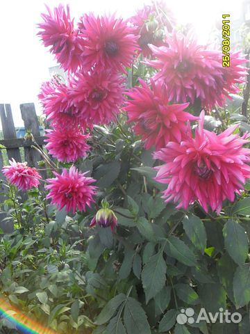 Пеларгония герань