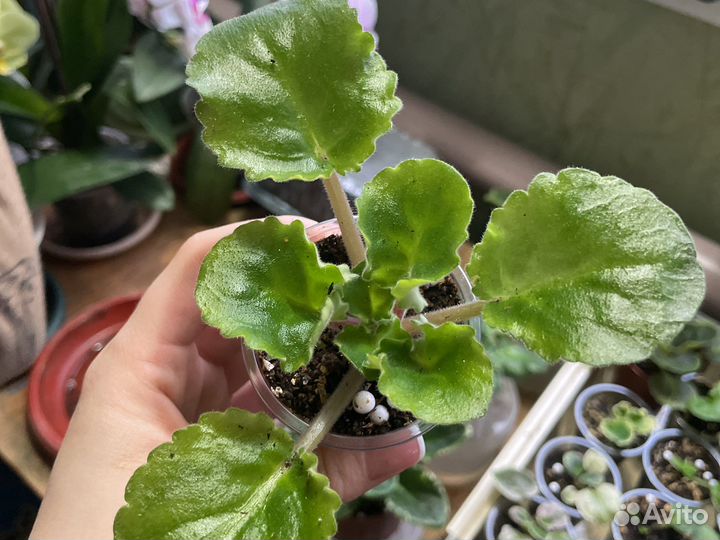 Фиалка ле-рассвет сортовая