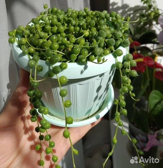 Суккуленты