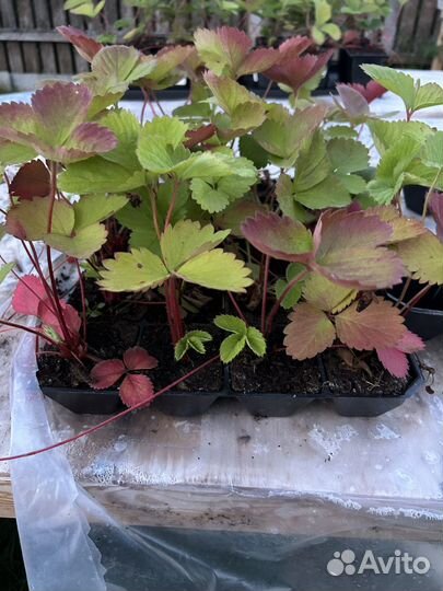 Клубника Фестивальная ромашка