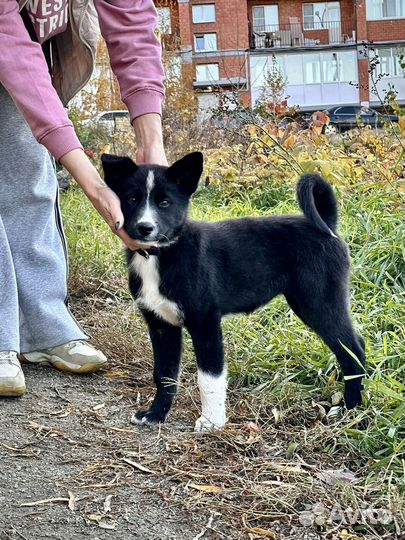 Щенок в добрые руки