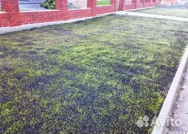 Рулонный газон