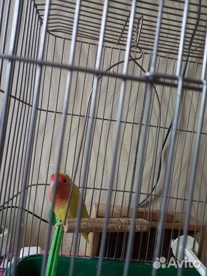 Попугай неразлучник