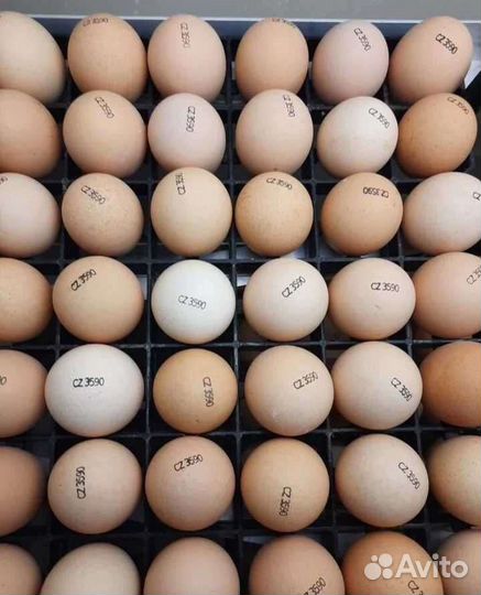 Инкубационное яйцо