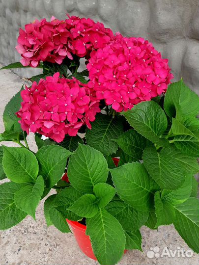 Гортензия крупнолистная