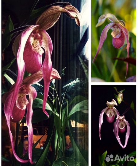 Фрагмипедиум / Phragmipedium Schroderae / орхидеи