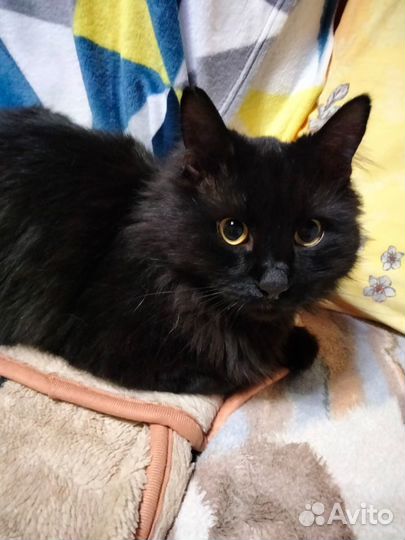 Ищу хозяина