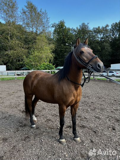 Лошадь кобыла