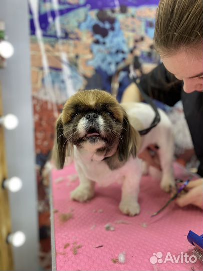 Стрижка собак