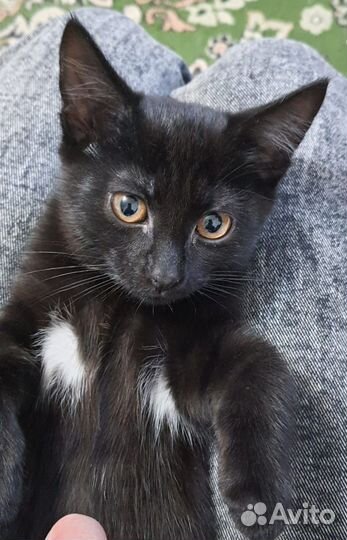 Кошечка в добрые руки