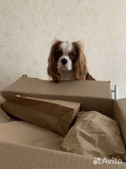 Набор для собак