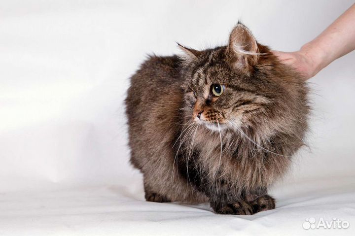 Кошка Пушка