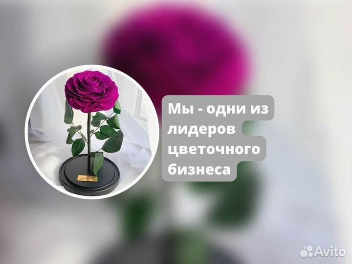 Живая роза в колбе