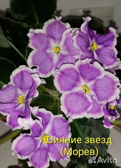 Детки фиалок