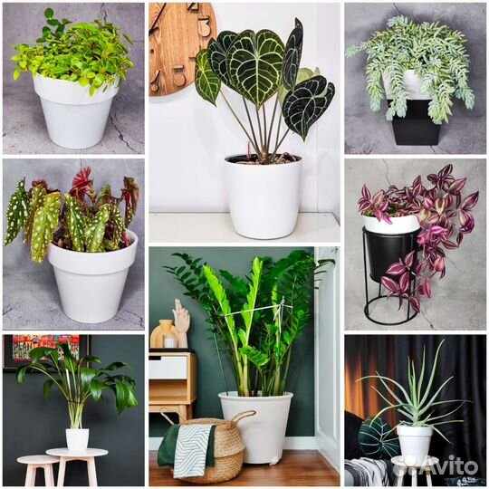 Крупные комнатные растения. Эухарис, замиокулькас