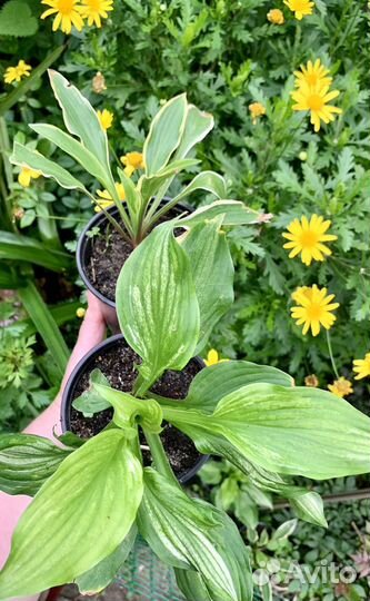 Хоста растение