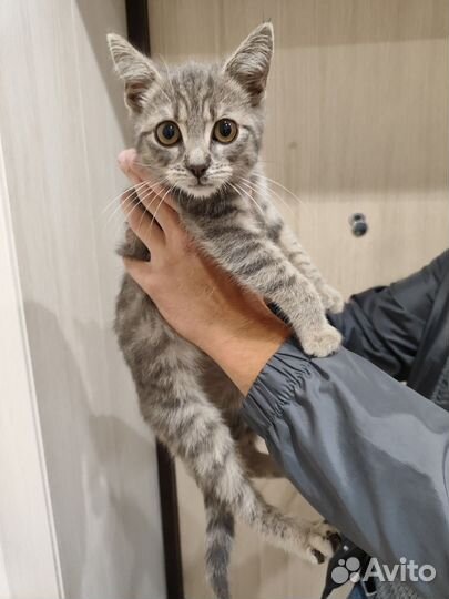 Котик в добрые руки