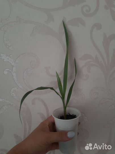 Комнатные цветы, пальма