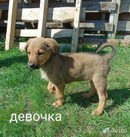 Щенки в добрые руки