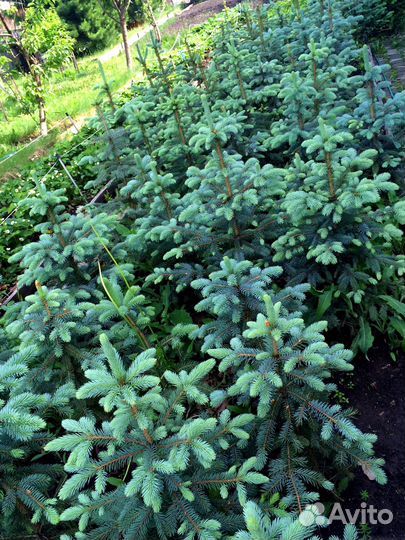 Саженцы ели голубой, кедр, ива, кизильник и др