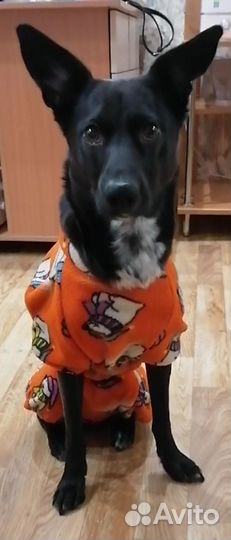 Маленькая собака