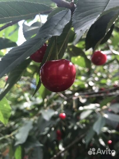 Вишня домашняя из своего сада