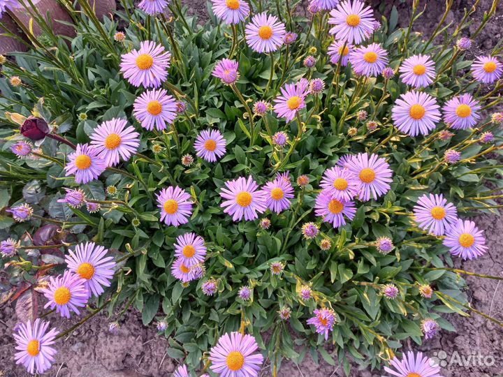 Многолетние цветы для сада