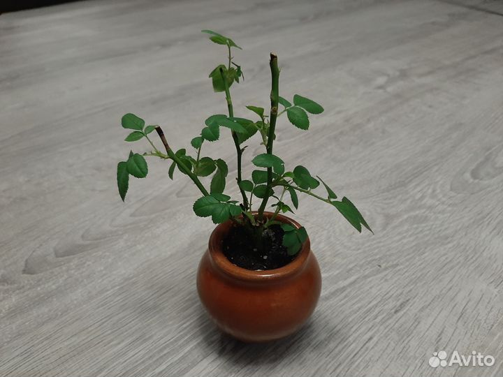 Бонсай Роза Кордана (Цвет бутонов - Розовый)