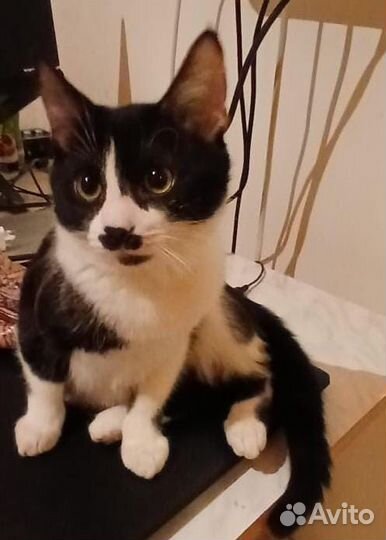 Коты в добрые руки